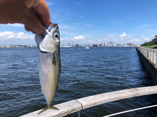 サバの釣果