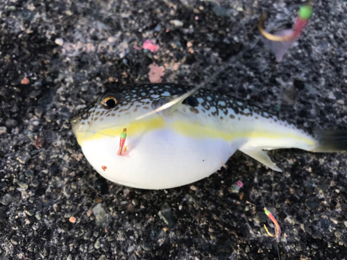 ショウサイフグの釣果