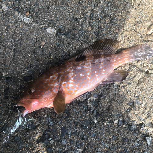 アコウの釣果