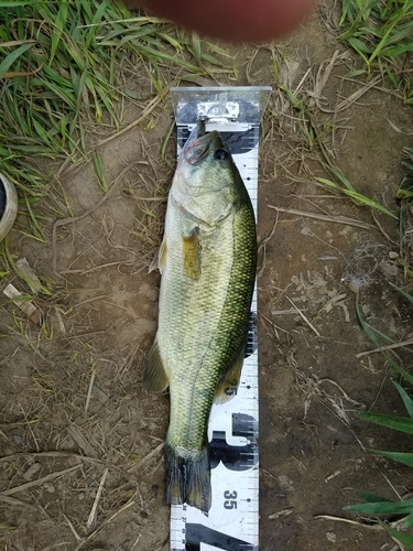 ブラックバスの釣果