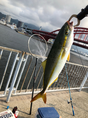 ツバスの釣果