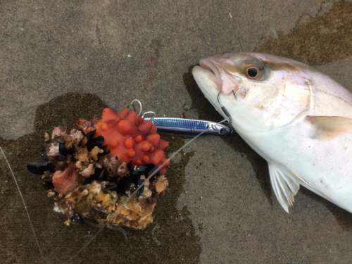 ショゴの釣果