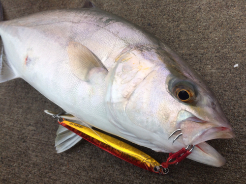 ショゴの釣果