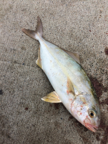 ショゴの釣果