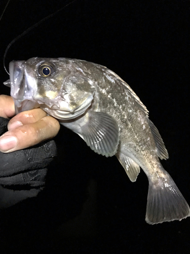 クロソイの釣果