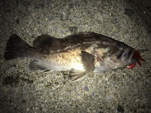 ソイの釣果