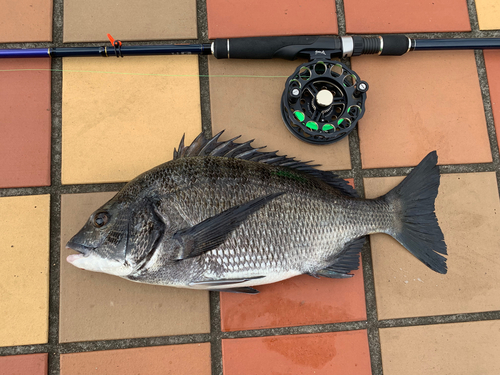 クロダイの釣果