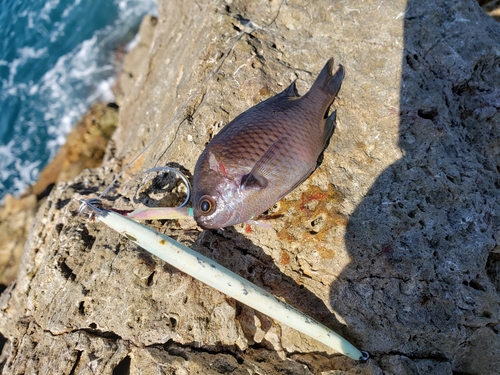 スズメダイの釣果