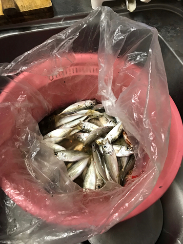 アジの釣果