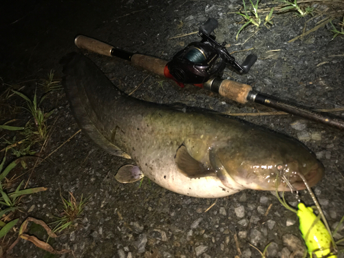 ナマズの釣果