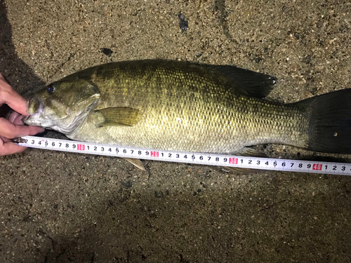 スモールマウスバスの釣果