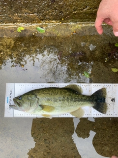 ブラックバスの釣果