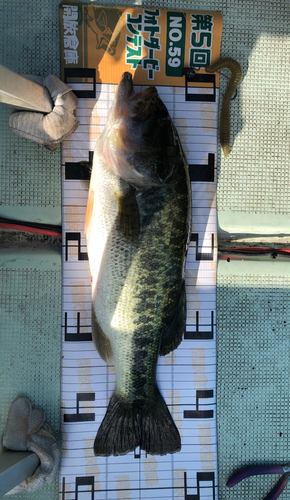 ブラックバスの釣果