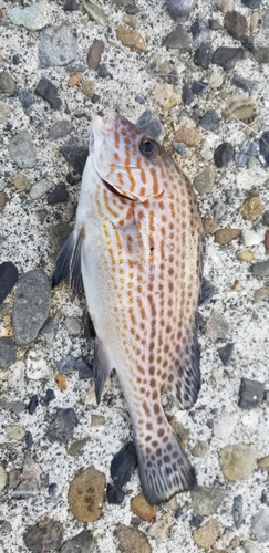 ホシササノハベラの釣果