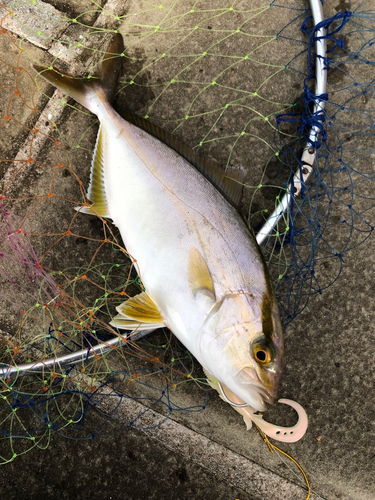 カンパチの釣果