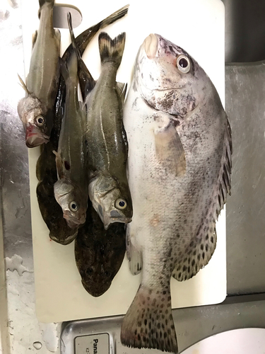 コショウダイの釣果