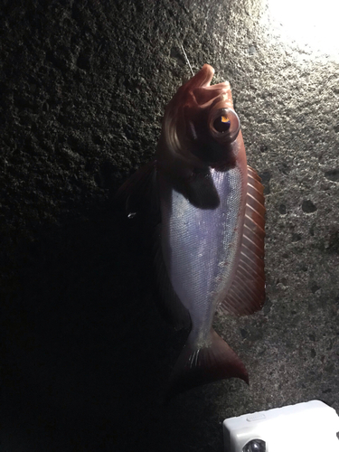 ゴマヒレキントキの釣果