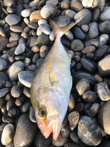 ショゴの釣果