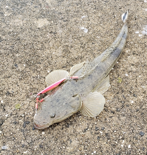 マゴチの釣果