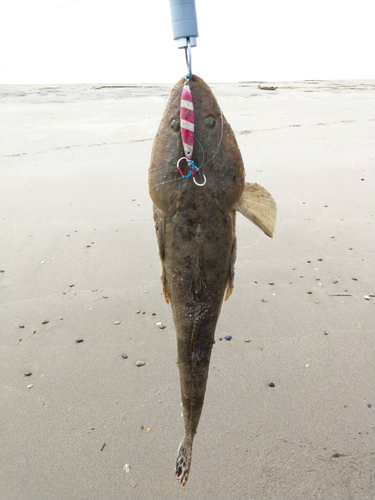 マゴチの釣果