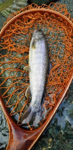 イワナの釣果