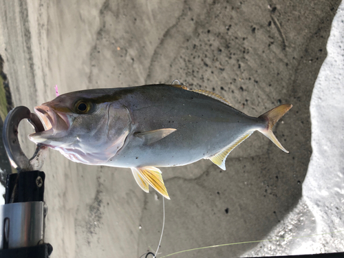 ショゴの釣果