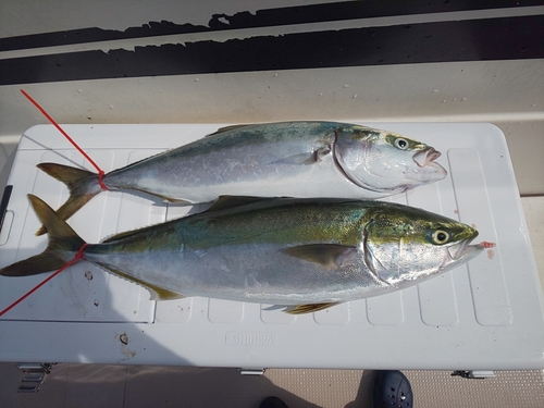 ハマチの釣果