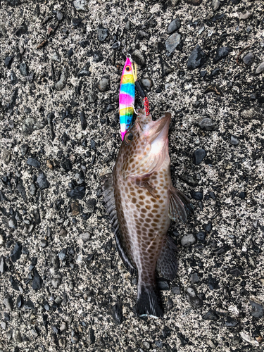 オオモンハタの釣果