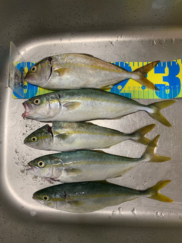 ショゴの釣果