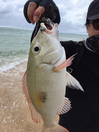 マトフエフキの釣果