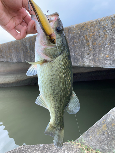 ブラックバスの釣果