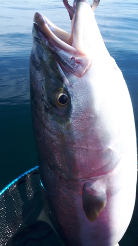 ハマチの釣果