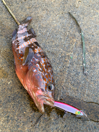 アコウの釣果