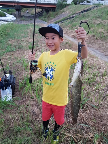 ニホンナマズの釣果