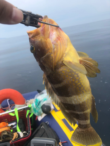 アオハタの釣果