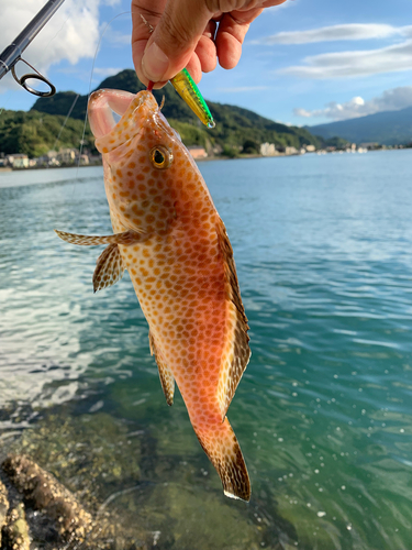 オオモンハタの釣果