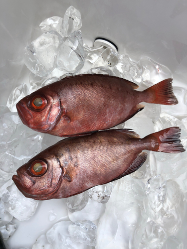 キントキダイの釣果