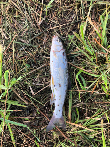 ウグイの釣果