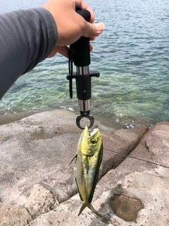 シイラの釣果