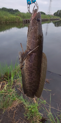 ライギョの釣果