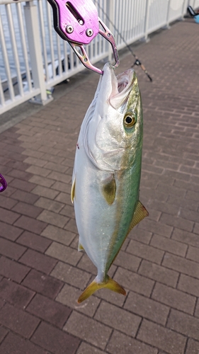 ツバスの釣果