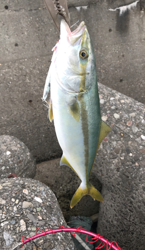 ツバスの釣果