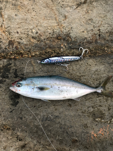 ワカシの釣果