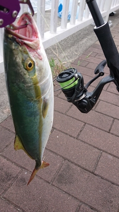 ツバスの釣果