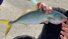 ハマチの釣果