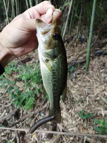 ブラックバスの釣果