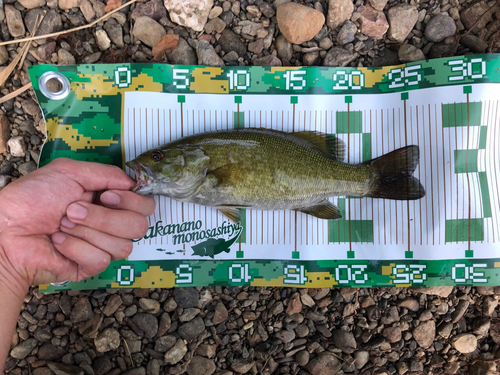 スモールマウスバスの釣果