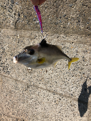 ギマの釣果