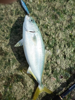 ワカシの釣果