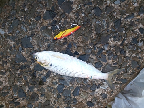 コノシロの釣果